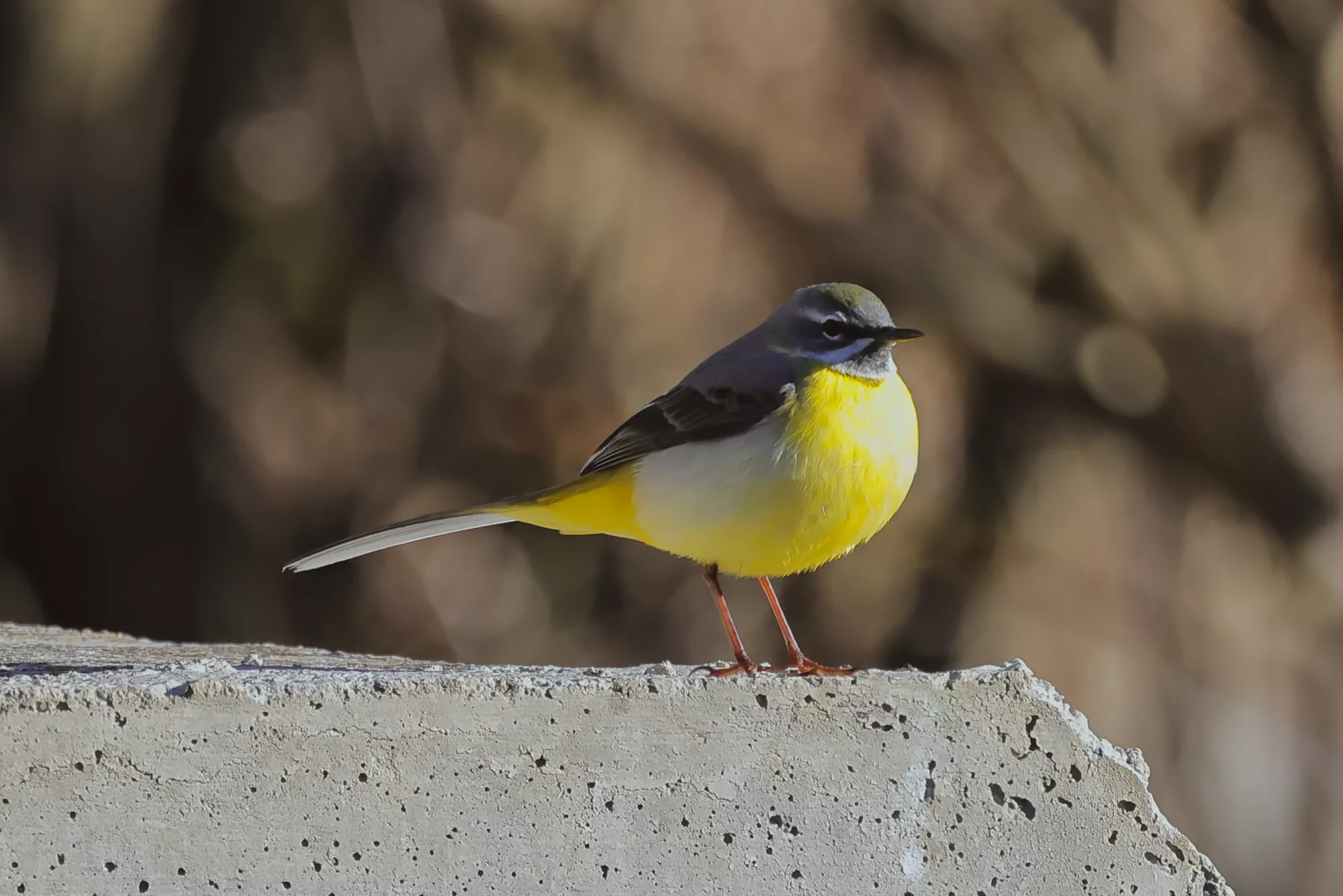 Eine Gebirgsstelze
