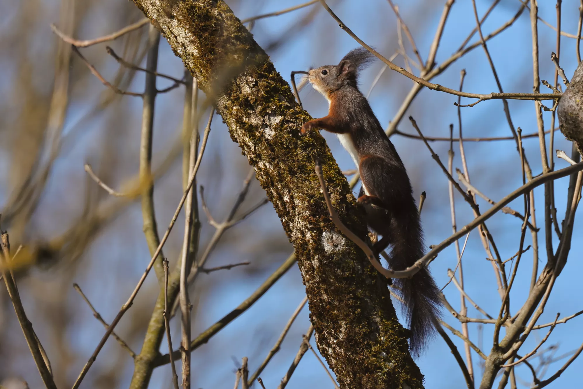Ein Eichhörnchen