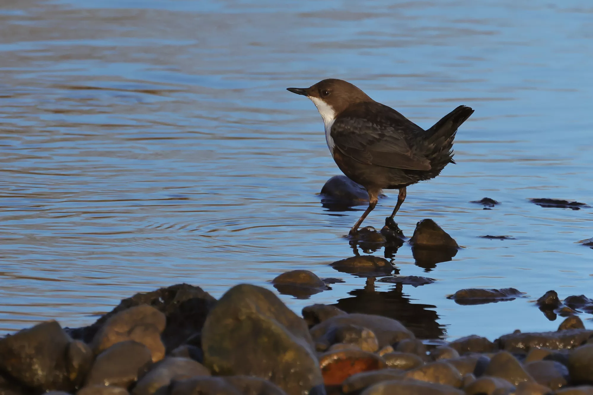 Eine Wasseramsel