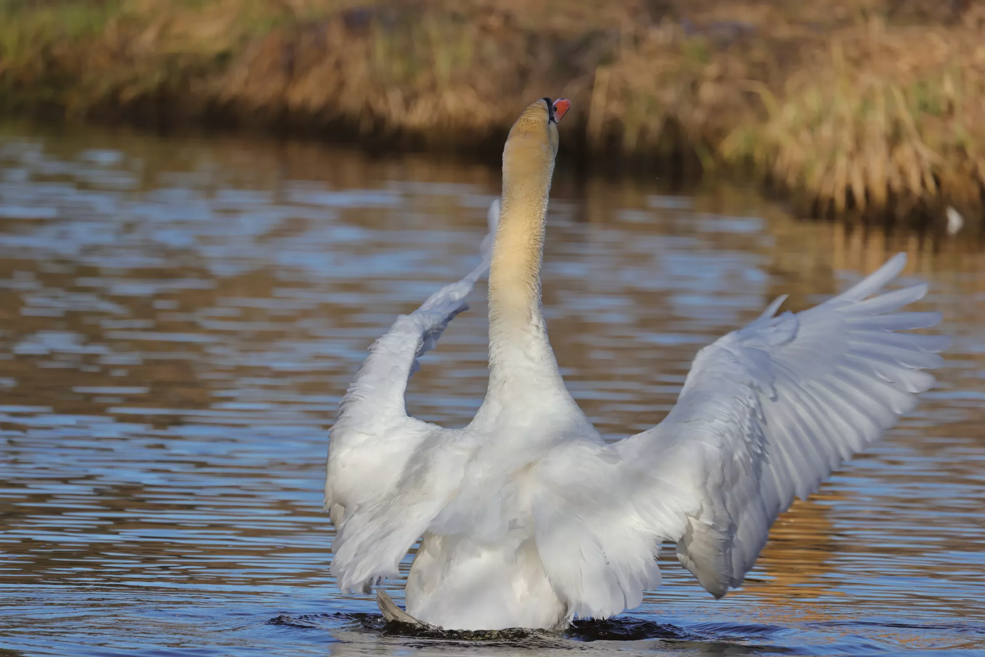 Ein Schwan
