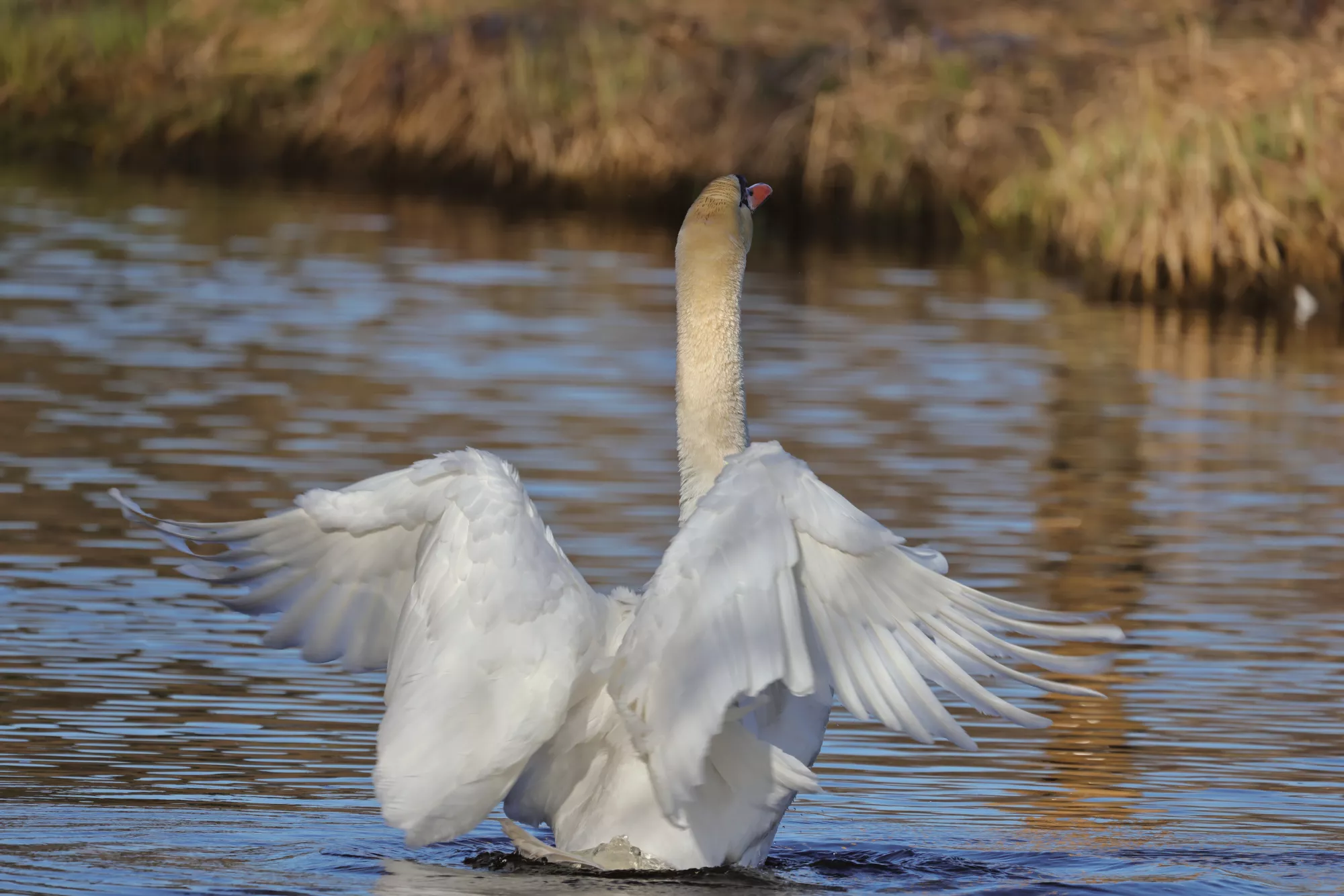 Ein Schwan