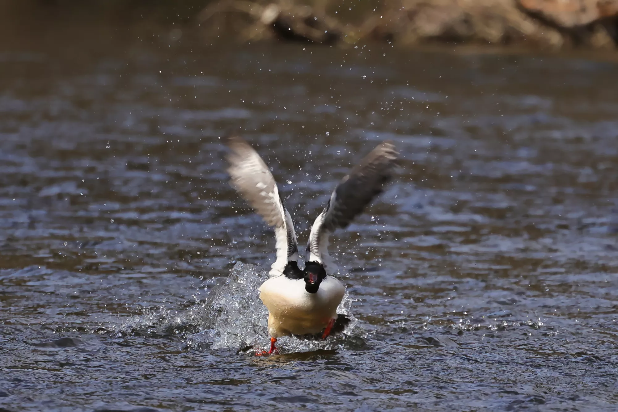 Gänsesäger