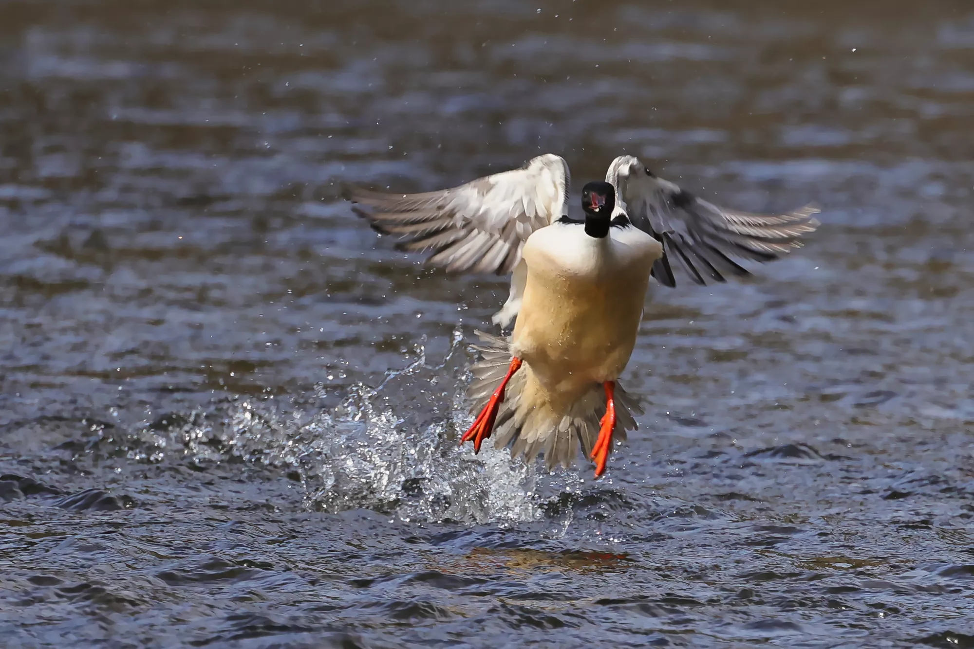 Gänsesäger