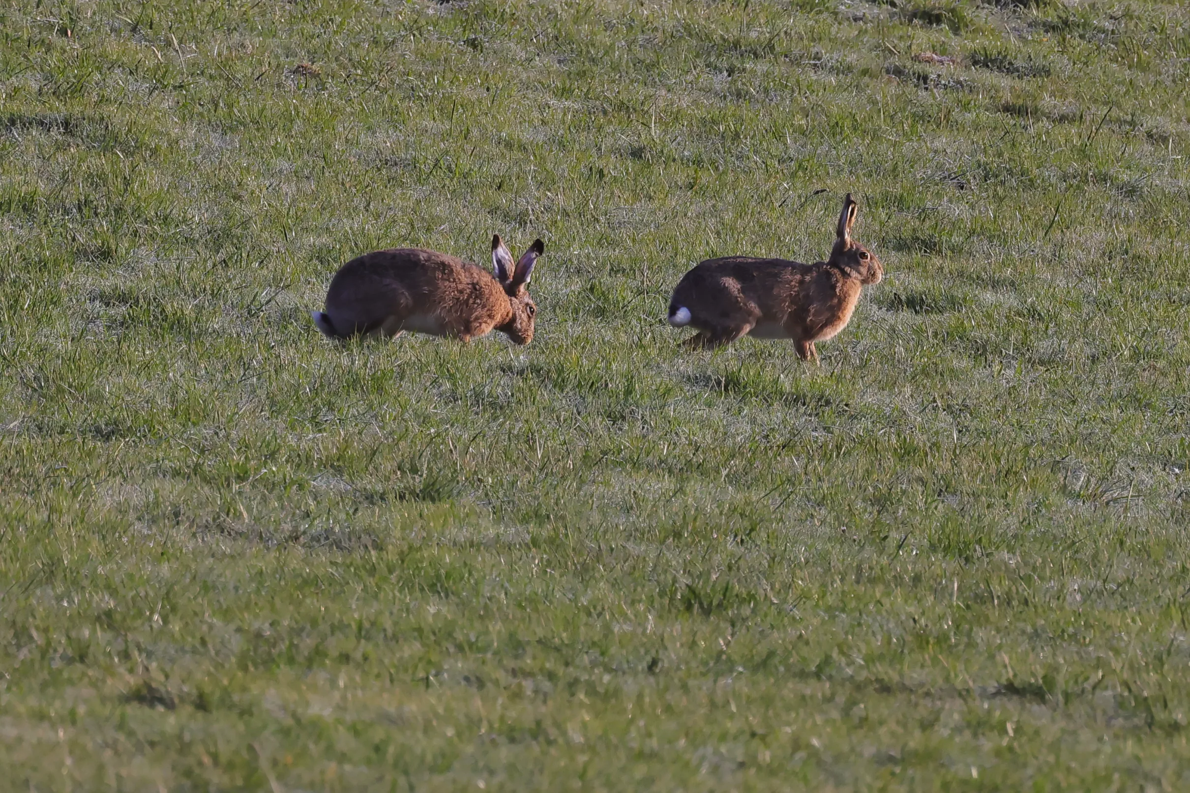 Feldhasen im Frühling