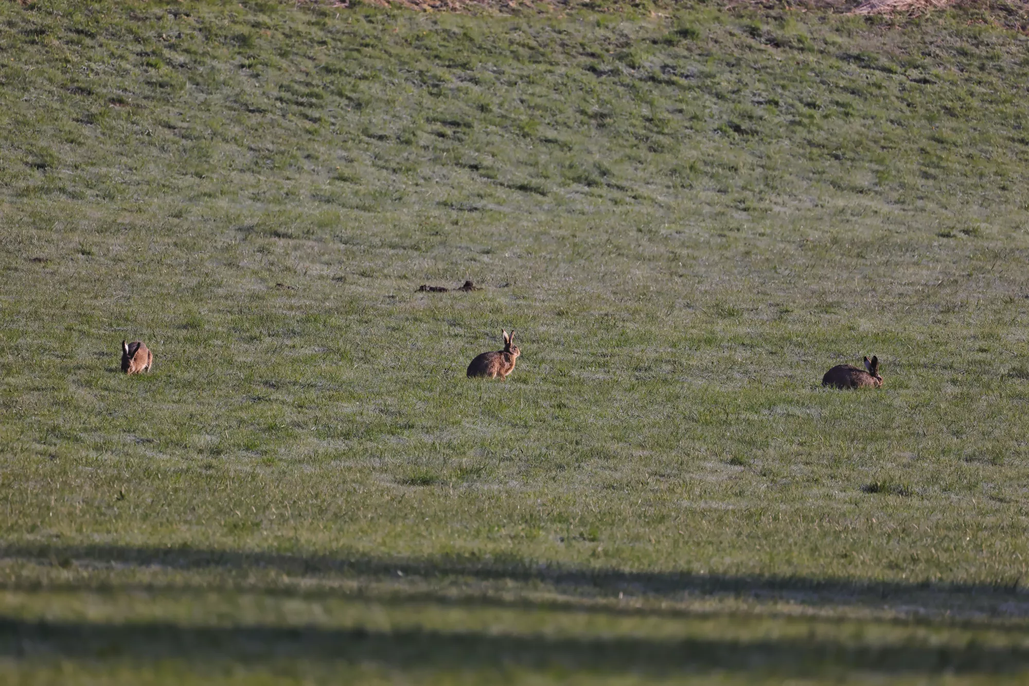 Feldhasen im Frühling