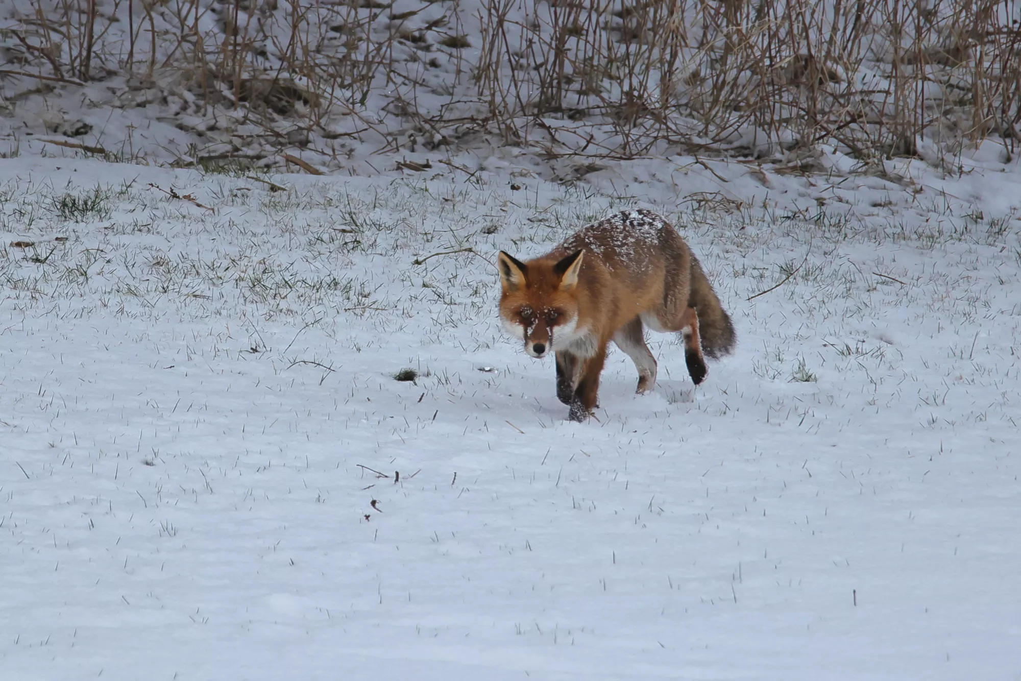 Ein Rotfuchs im Winter