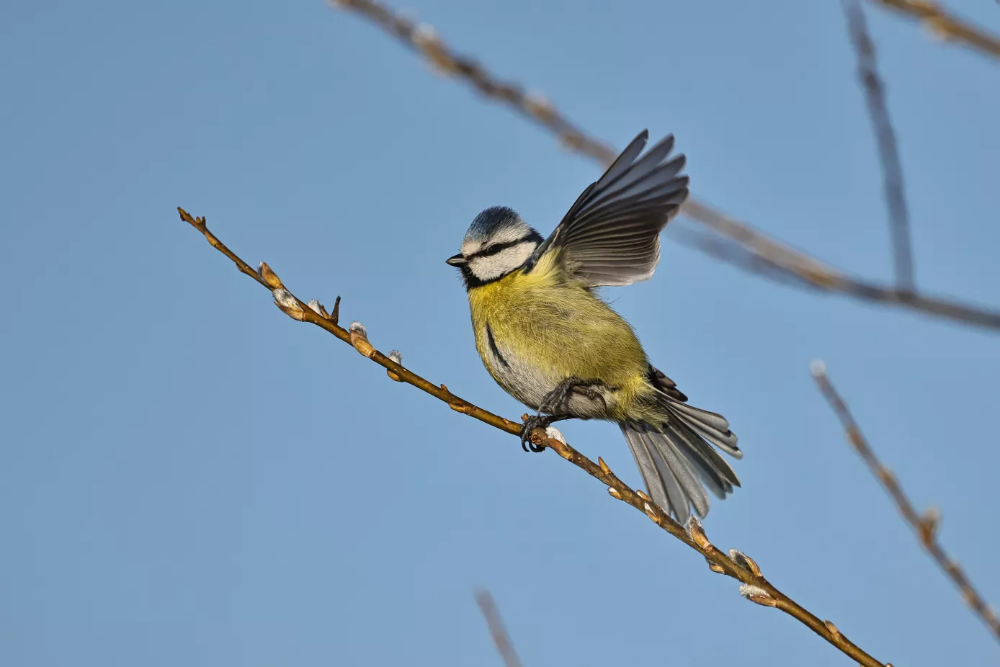 Singvogel aus der Gruppe der Finken und Meisen auf einem Ast