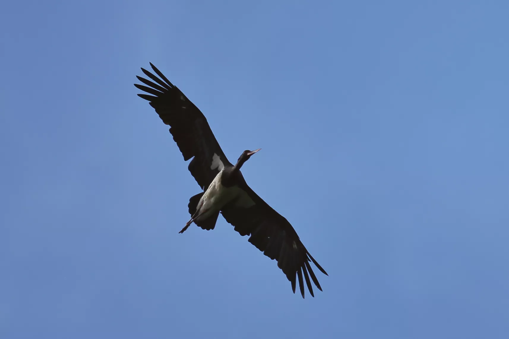 Schwarzstörche im Flug