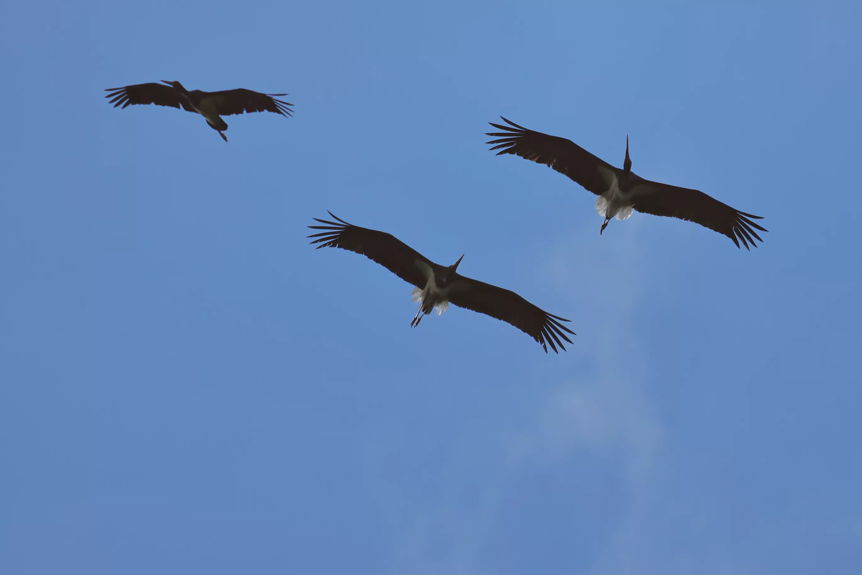 Schwarzstörche im Flug