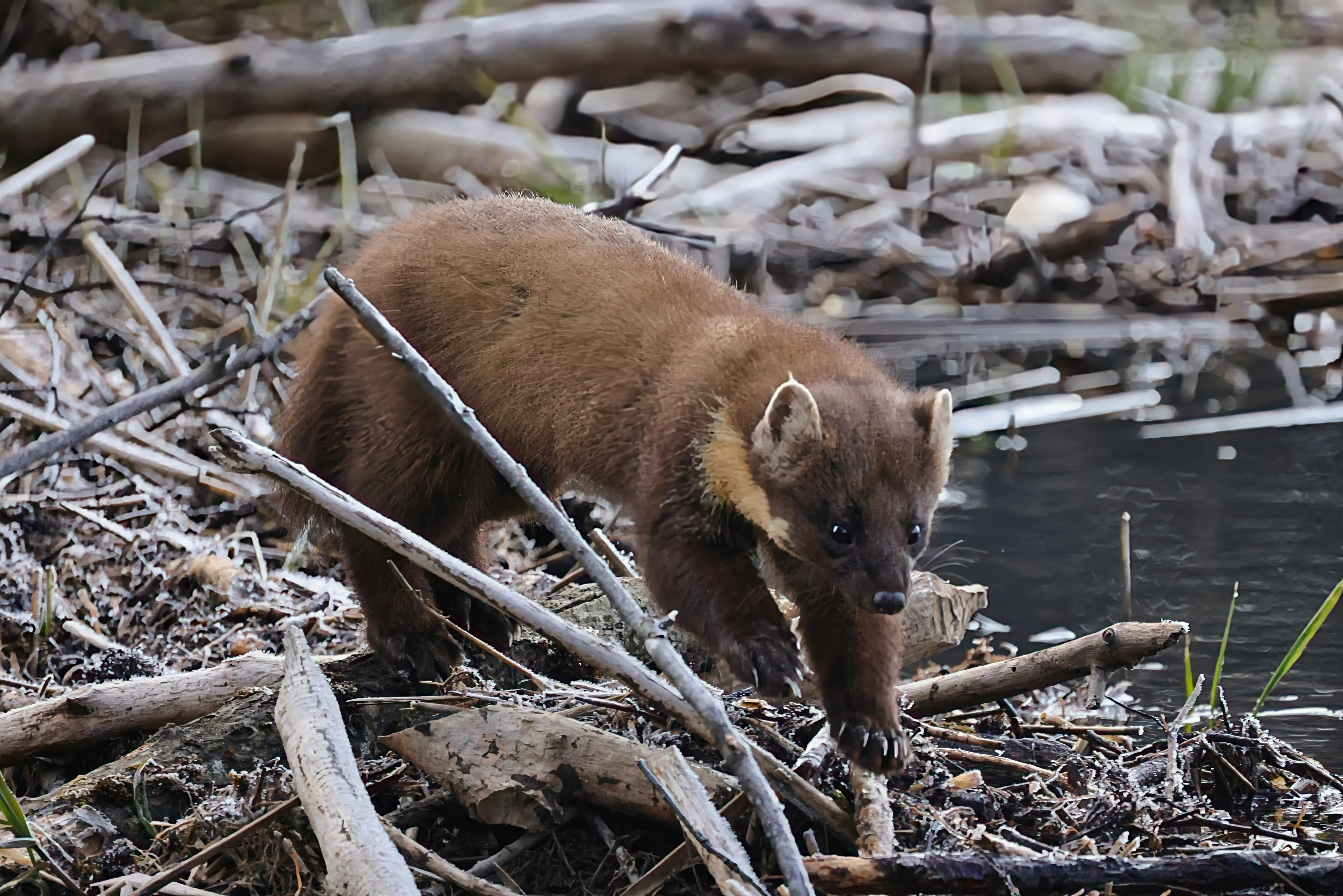 Ein Baummarder