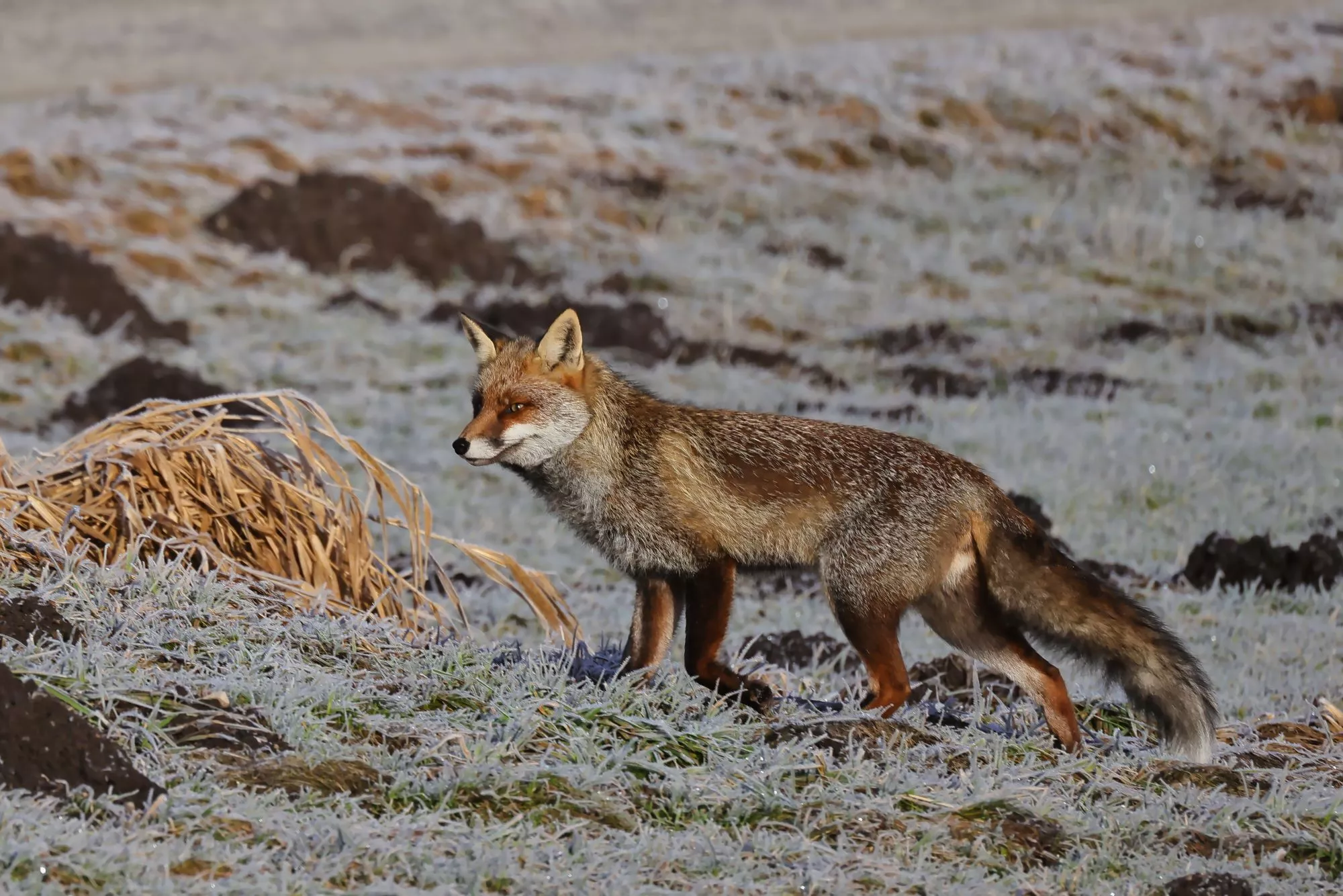 Ein Rotfuchs