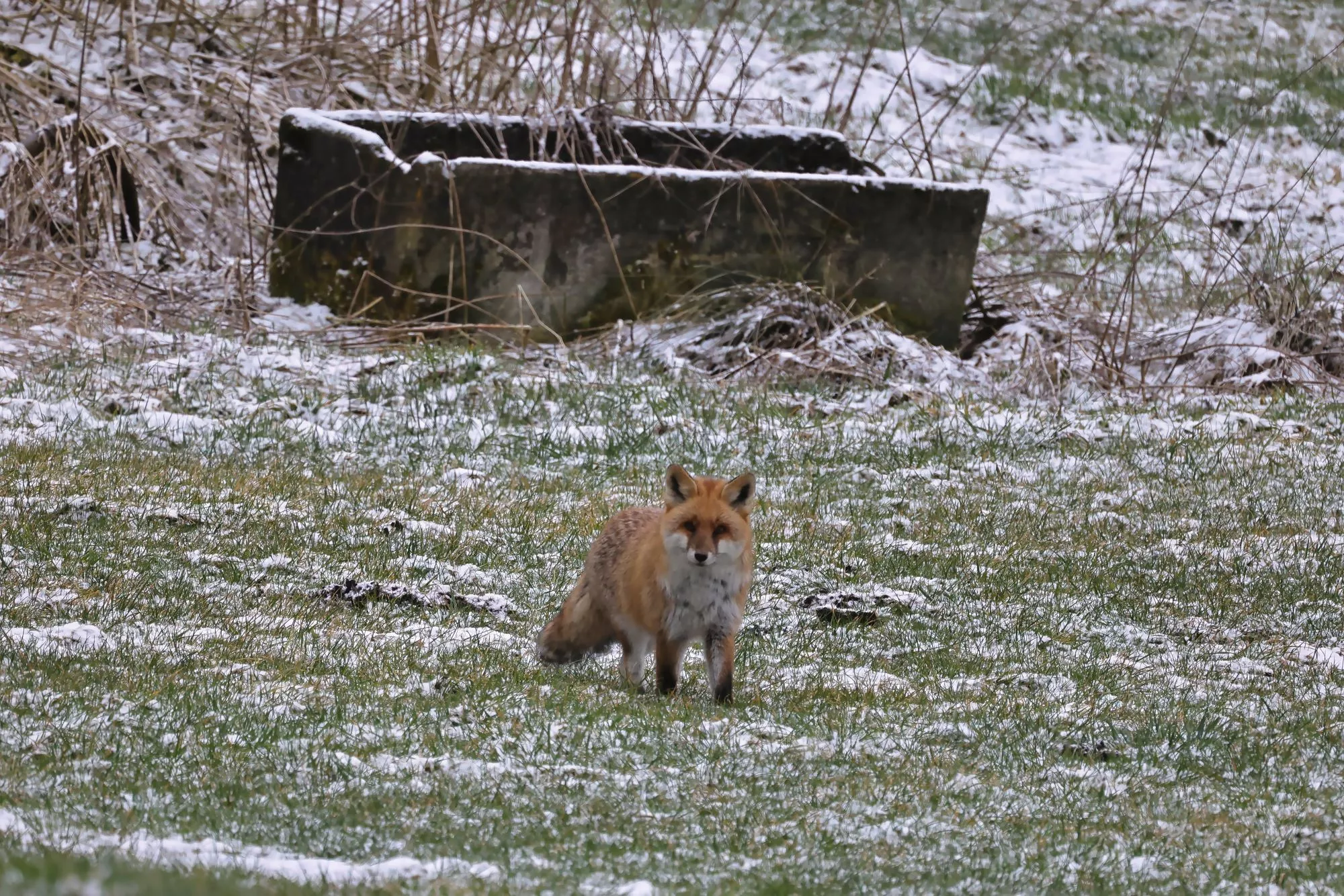 Ein Rotfuchs