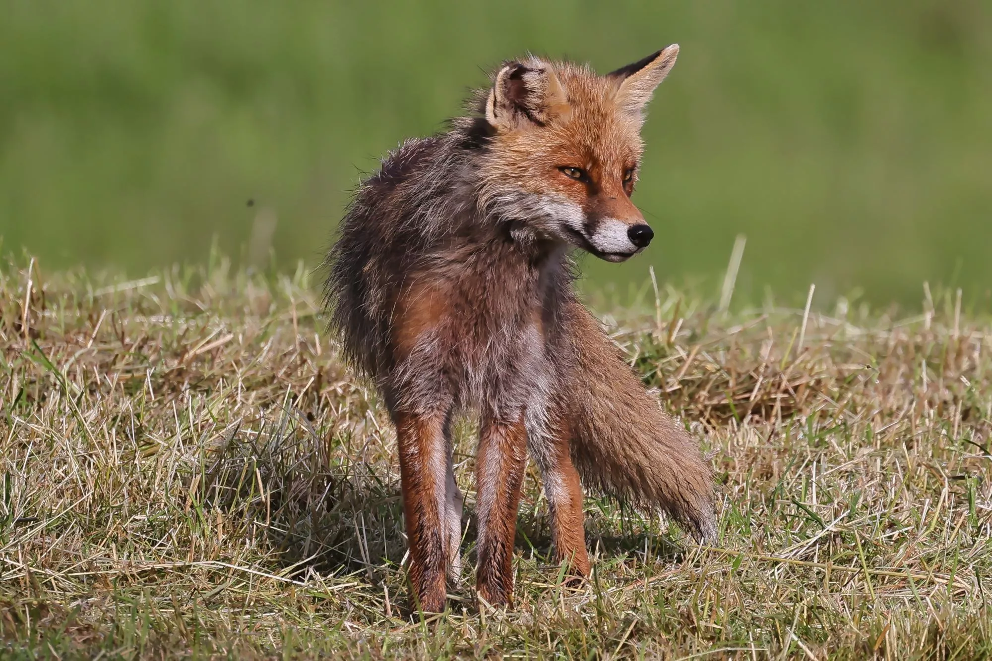 Ein Rotfuchs
