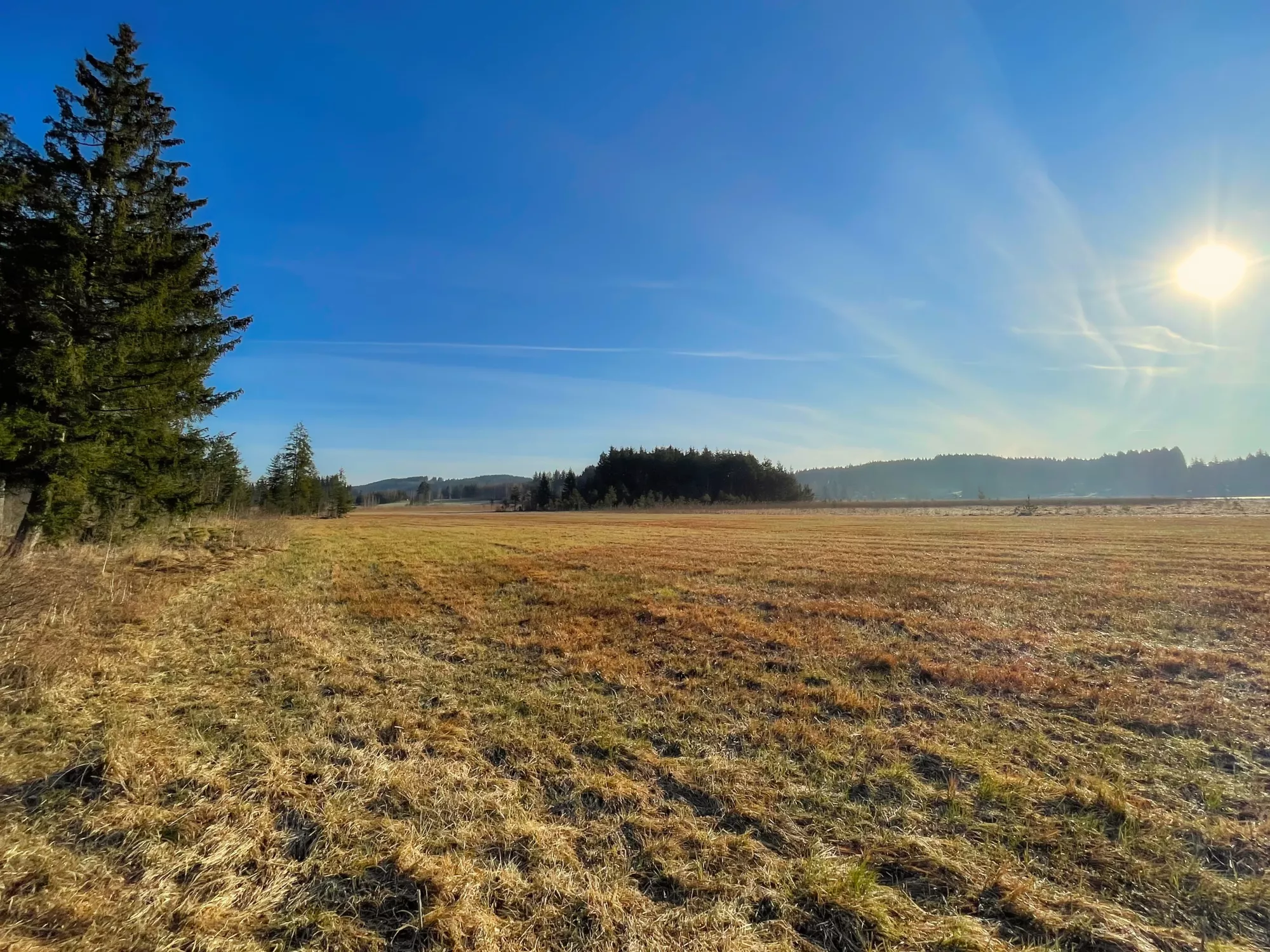 Mischwald bei Aitrang mit dichtem Grün und natürlicher Lichtstimmung