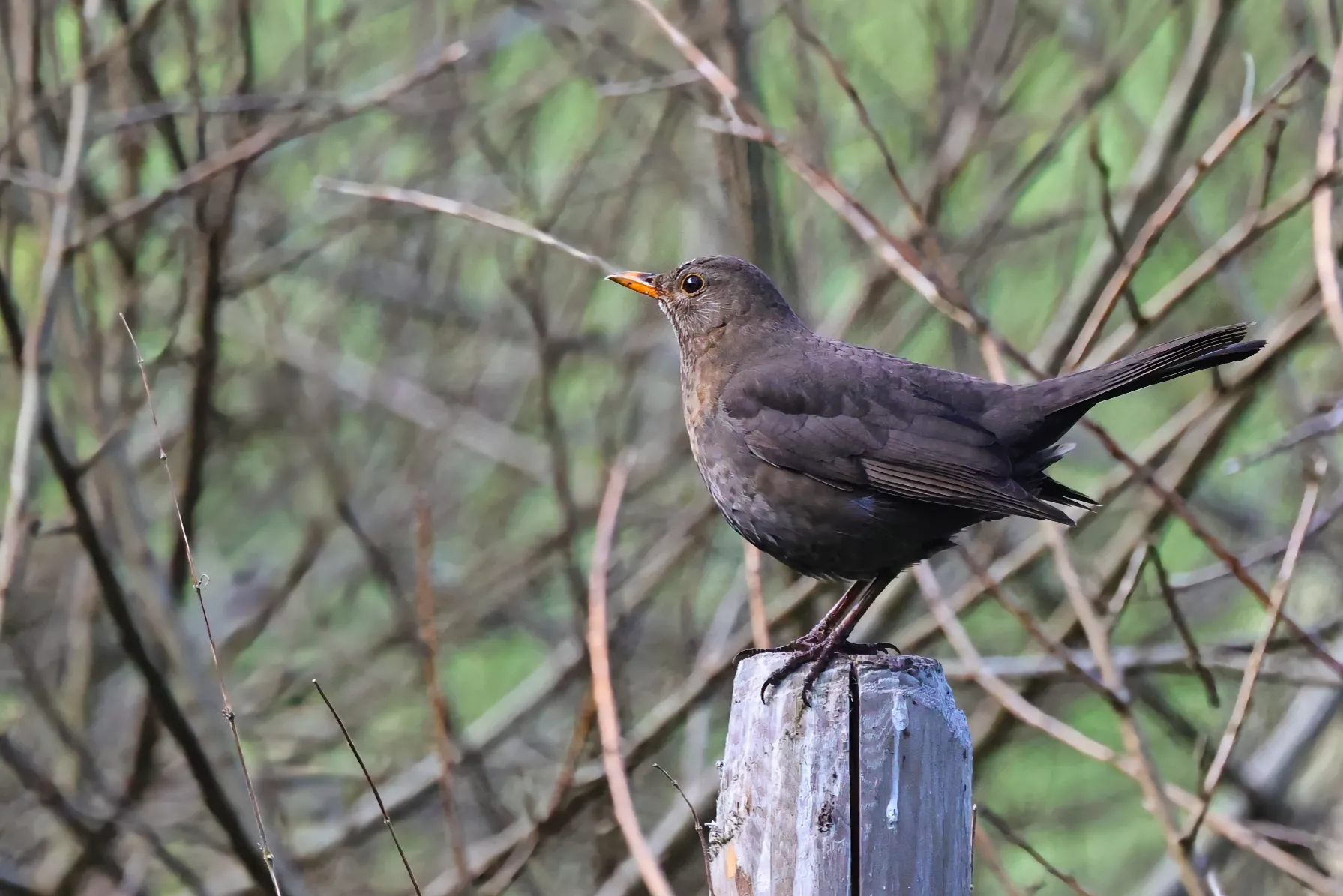 Ein Amsel Weibchen