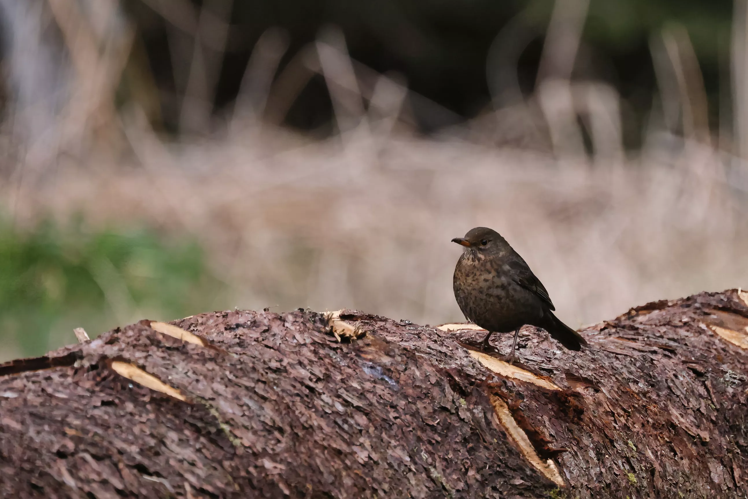 Ein Amsel Weibchen