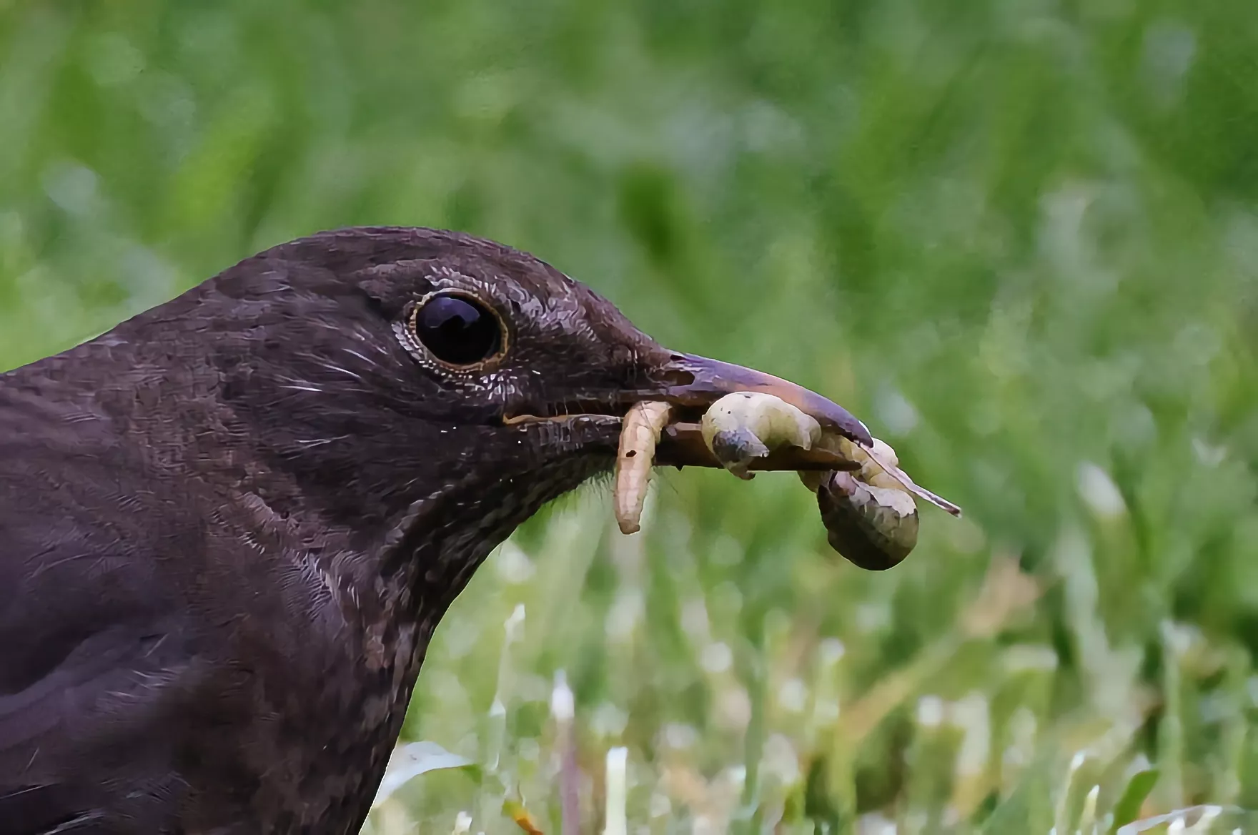 Ein Amsel Weibchen